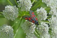 Zygaena trifolii