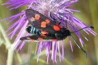 Zygaena filipendulae