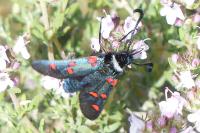 Zygaena lavandulae