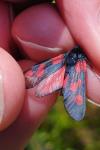 Zygaena trifolii