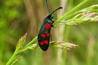 Zygaena transalpina