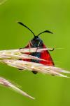 Zygaena transalpina