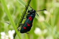 Zygaena