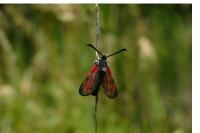 Zygaena loti