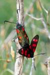Zygaena filipendulae
