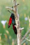 Zygaena filipendulae