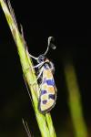 Zygaena fausta