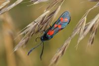 Zygaena filipendulae