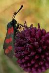 Zygaena filipendulae