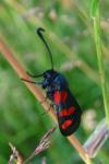 Zygaena trifolii