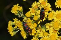 Zygaena filipendulae