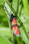 Zygaena loti