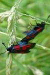 Zygaena trifolii