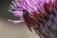 Zygaena sarpedon