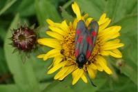Zygaena viciae viciae