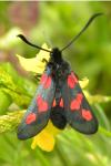 Zygaena trifolii