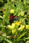 Zygaena trifolii