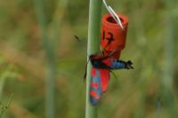 Zygaena filipendulae