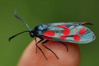 Zygaena filipendulae