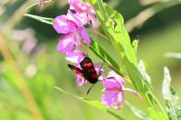 Zygaena filipendulae