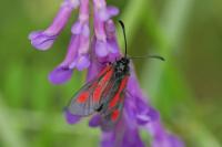 Zygaena nevadensis
