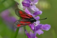Zygaena nevadensis
