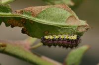 Aglaope infausta