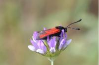 Zygaena erythrus actae