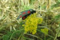 Zygaena sarpedon