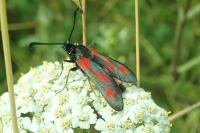 Zygaena sarpedon