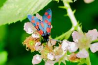 Zygaena transalpina
