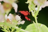 Zygaena transalpina