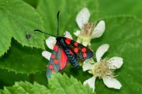 Zygaena transalpina