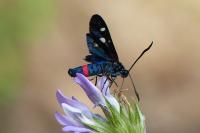 Zygaena ephialtes