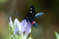 Zygaena ephialtes