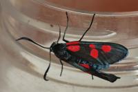 Zygaena lonicerae
