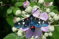 Zygaena ephialtes
