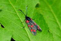 Zygaena transalpina