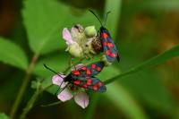 Zygaena transalpina