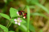 Zygaena transalpina