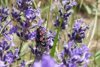 Zygaena occitanica