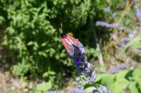 Zygaena erythrus actae