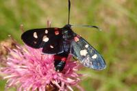 Zygaena ephialtes