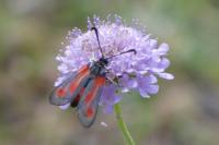 Zygaena sarpedon