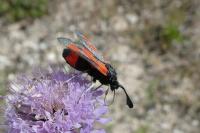 Zygaena sarpedon