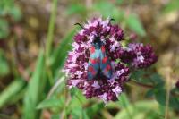 Zygaena filipendulae