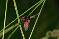 Zygaena nevadensis gallica