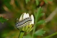 Zygaena transalpina