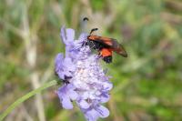 Zygaena sarpedon