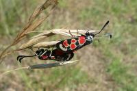 Zygaena occitanica